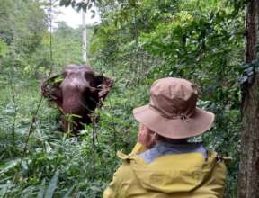 Guest & Elephant