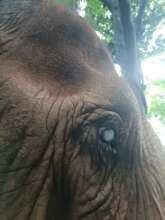 Ruby's glaucoma in her right eye