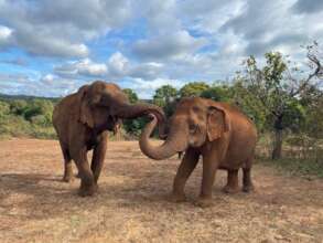 Sambo & Ruby - elephants at EVP