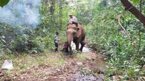 Treating male elephant with a snake bite