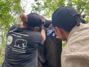 Vet Team treating an elephant