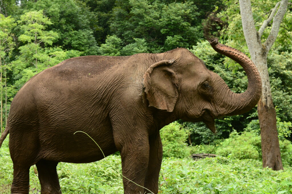 Help the elephants of Cambodia & EVP post pandemic