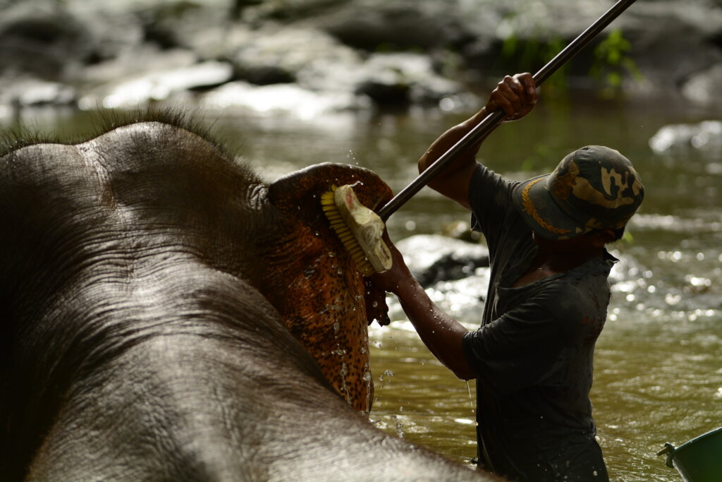 Help the elephants of Cambodia & EVP post pandemic