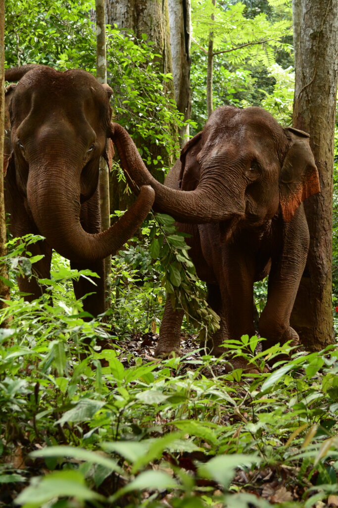Help the elephants of Cambodia & EVP post pandemic