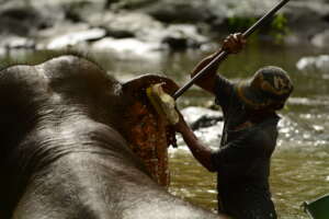 Mahout caring for his elephant