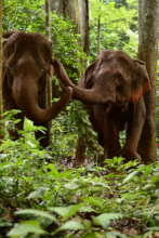 Elephant love