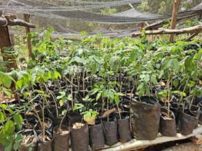 Plants in the nursery