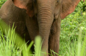 Help the elephants of Cambodia & EVP post pandemic