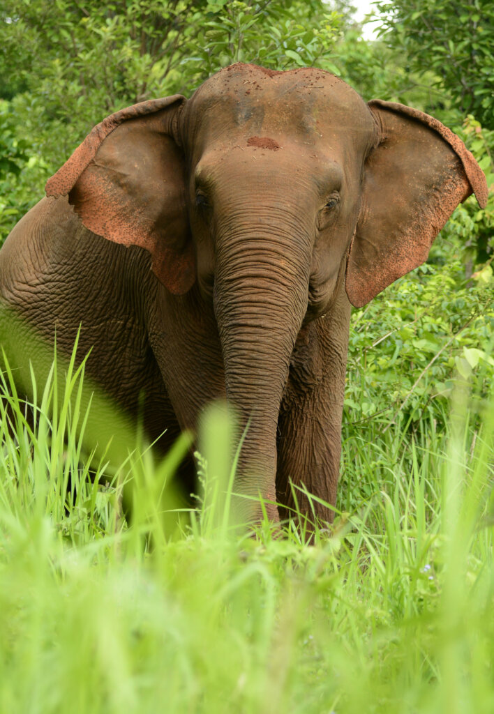 Help the elephants of Cambodia & EVP post pandemic