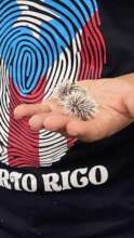 Dr. Karina Olivieri with sea urchin