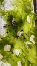 Sea Urchin Nursery, sp. Diadema antillarum