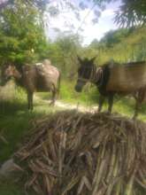 Mules carrying a load