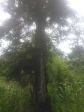 Mature Cacia tree