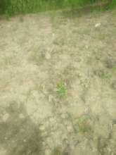 Sugar cane planted and growing