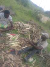 Sugar cane stalks prep for planting