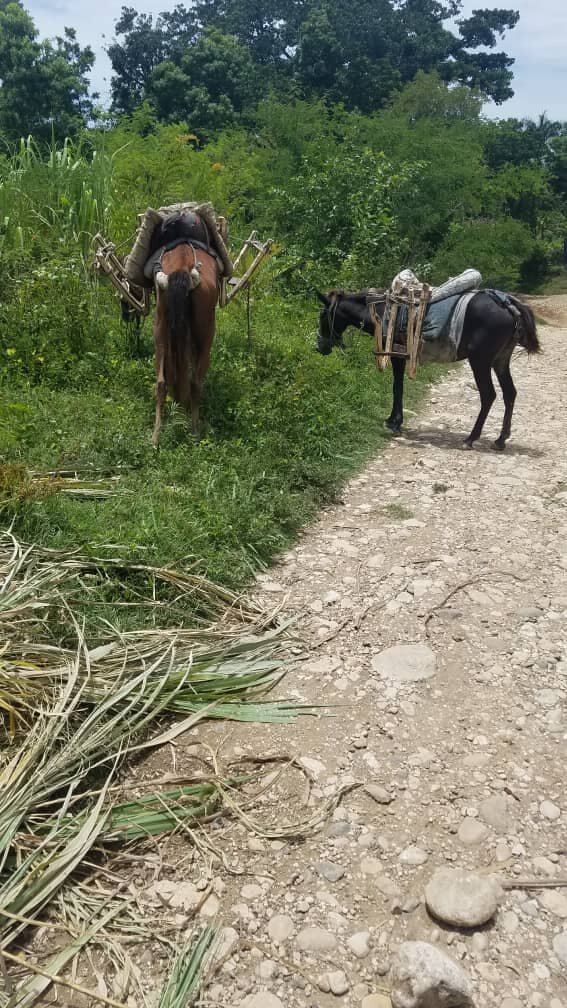 Mule team needed for transportation of feedstock
