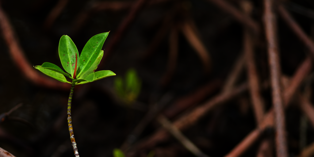 Climate Change: Mangrove Restoration & Planting