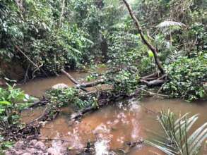 Rainforest stream with bridge