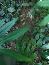 Feeding signs of gorillas