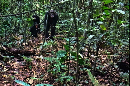 Chimpanzee captured in a camtrap image