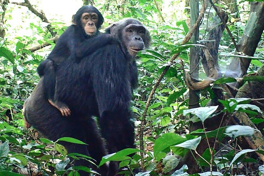 Chimpanzee mother and baby, camtrap image