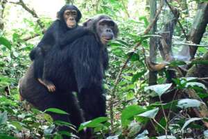 Chimpanzee mother and baby, camtrap image