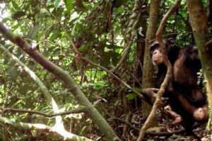Chimpanzee captured by a camtrap