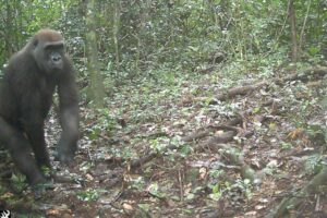 Cross River Gorilla female