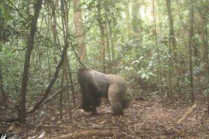 Cross River Gorilla Silverback