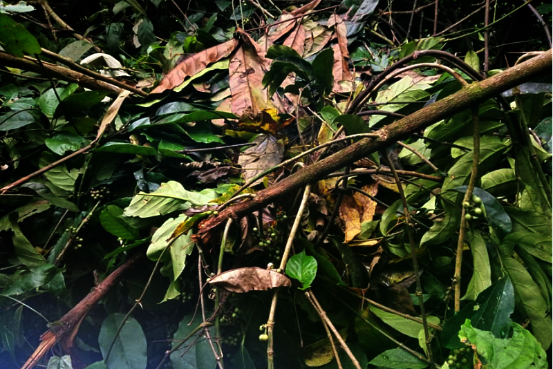 Cross River gorilla nest identified