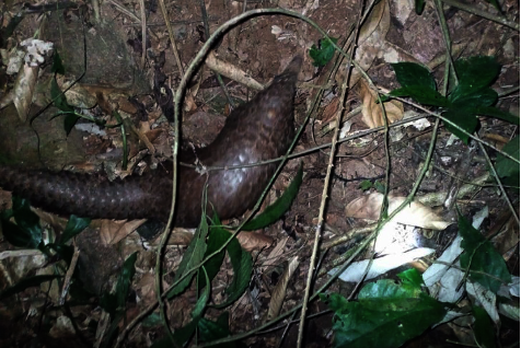 Giant pangolin discovered