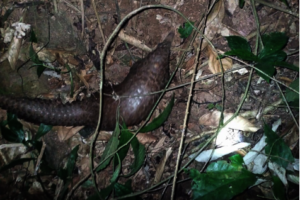 Giant pangolin discovered