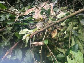 Cross River gorilla nest