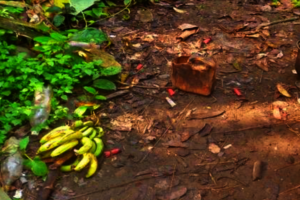 Signs of illegal hunting and poaching