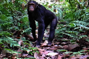 Nigeria-Cameroon chimpanzee