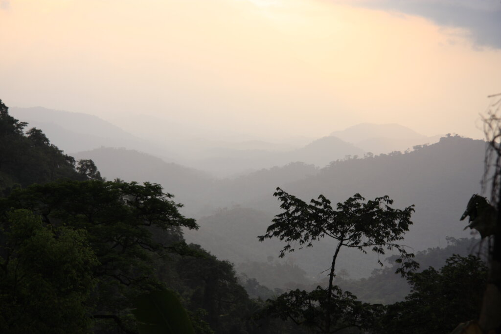 Save Africa's most endangered gorillas