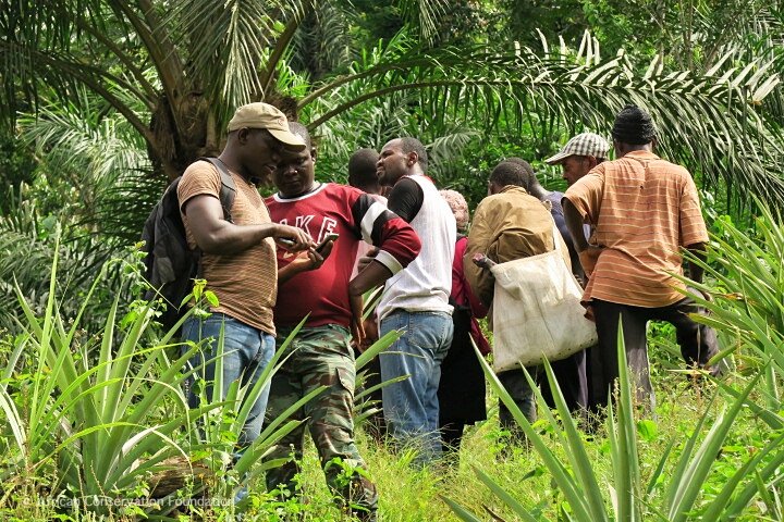 Save Africa's most endangered gorillas