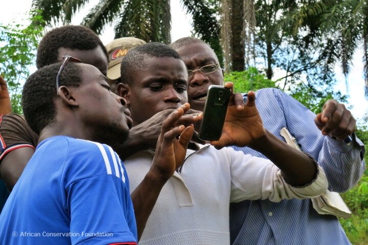 Save Africa's most endangered gorillas