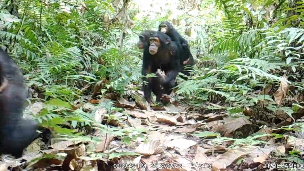 Save Africa's most endangered gorillas