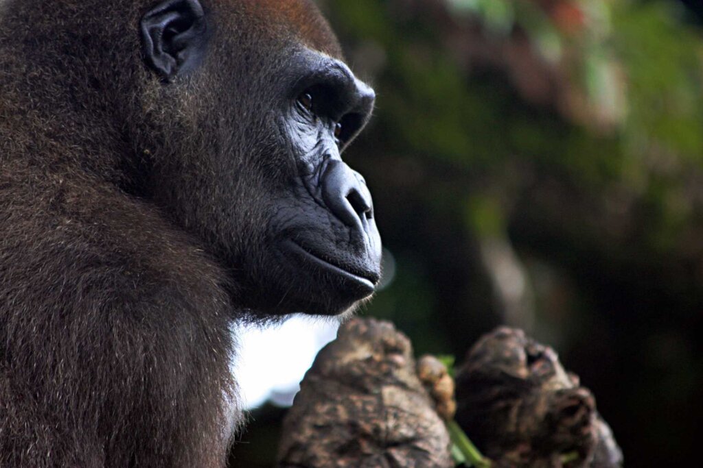 Save Africa's most endangered gorillas