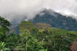 Cameroon Highlands