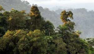 Cross River gorilla habitat