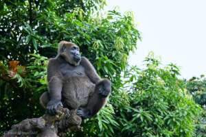 Cross River gorilla
