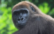 Save Africa's most endangered gorillas