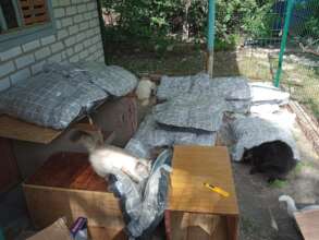 a lot of cat beds!