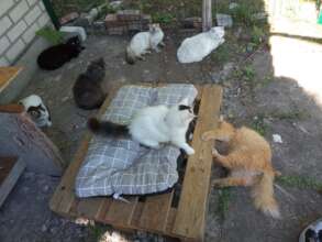 cat beds