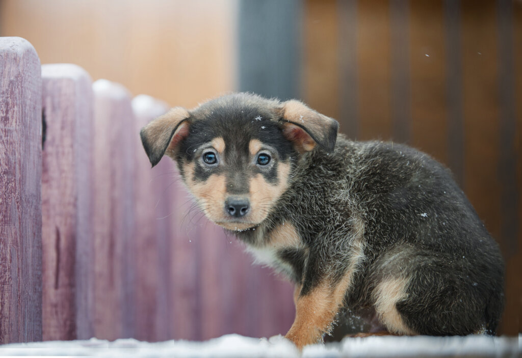 Help the animals in Ukraine survive the winter!