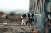 Help the animals in Ukraine survive the winter!