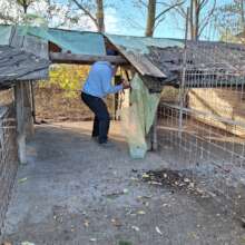 Putting all manpower into building the new kennels