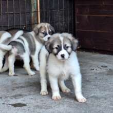 We won't stop fighting for our furry friends!